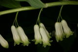 Polygonatum x hybridum RCP5-2013 079.JPG